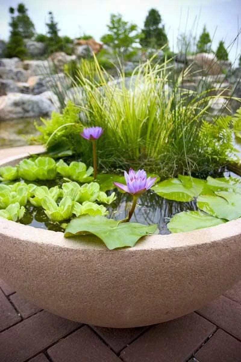 5 Premium moisture Lettuce - Easy Live Floating Pond Plants for aqua Gardens and Aquariums